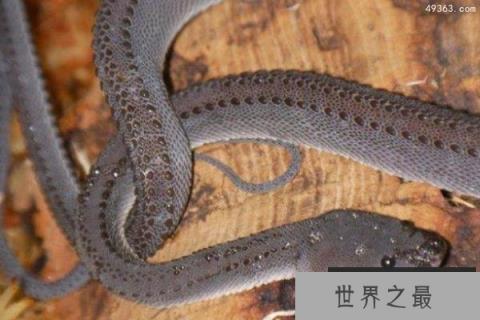 世界上最罕见最珍稀的蛇：爪哇闪皮蛇最像龙的蛇