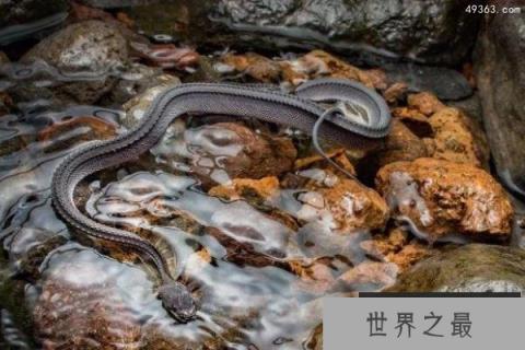 世界上最罕见最珍稀的蛇：爪哇闪皮蛇最像龙的蛇