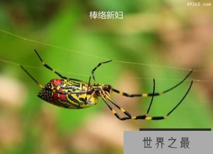 棒络新妇惊现公园，能不能作为宠物养（毒蜘蛛）?