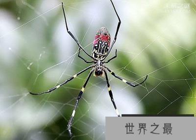 棒络新妇惊现公园，能不能作为宠物养（毒蜘蛛）?