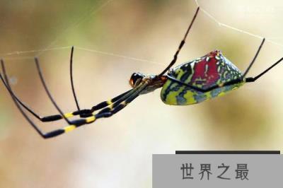 棒络新妇惊现公园，能不能作为宠物养（毒蜘蛛）?