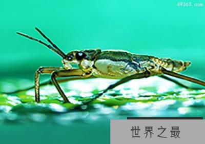 会“凌波微步”昆虫，鱼为什么不吃水黾?(有毒)
