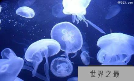 揭开水母长生不老的秘密，海月水母(灯塔水母)一个细胞就能复活
