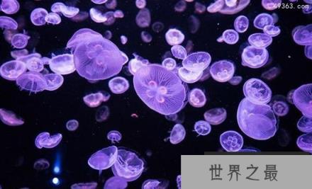 揭开水母长生不老的秘密，海月水母(灯塔水母)一个细胞就能复活