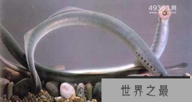 七腮鳗-水中吸血鬼,附在鱼身吸血啃肉