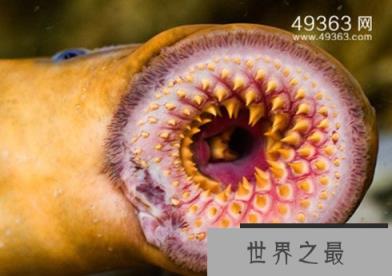 七腮鳗-水中吸血鬼,附在鱼身吸血啃肉