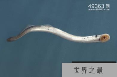 七腮鳗-水中吸血鬼,附在鱼身吸血啃肉