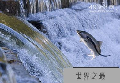 七腮鳗-水中吸血鬼,附在鱼身吸血啃肉