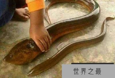 吃到望月鳝怎么办？望月鳝和黄鳝的区别有哪些