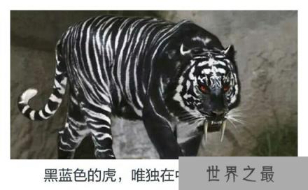 黑蓝虎竟在北京密云发现过?黑蓝虎是否真实存在