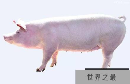 世界顶级种猪盘点，也许大家都吃过