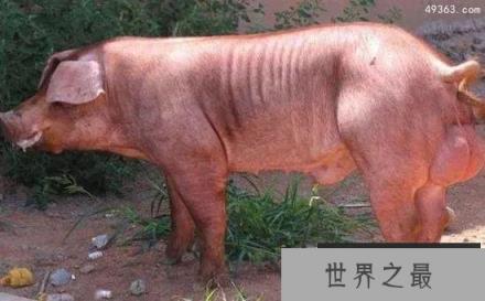 世界顶级种猪盘点，也许大家都吃过