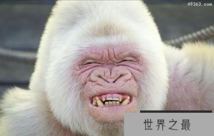 世界唯一白化大猩猩是近亲交配，死于皮肤癌