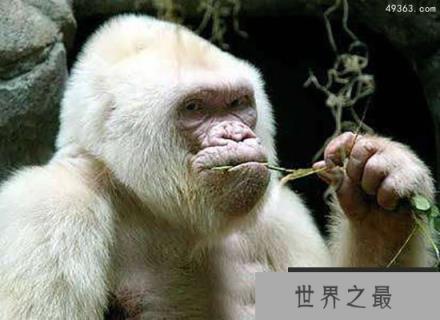世界唯一白化大猩猩是近亲交配，死于皮肤癌