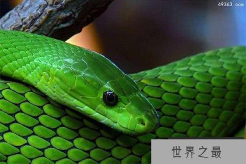 东部绿曼巴蛇，幼蛇在孵化后就含有剧毒