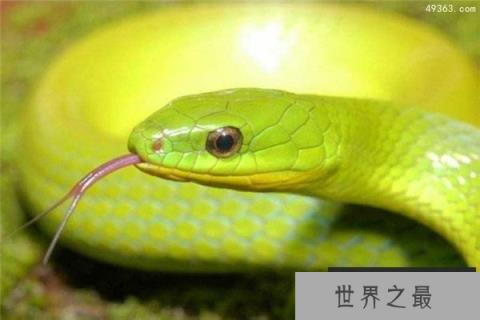 东部绿曼巴蛇，幼蛇在孵化后就含有剧毒