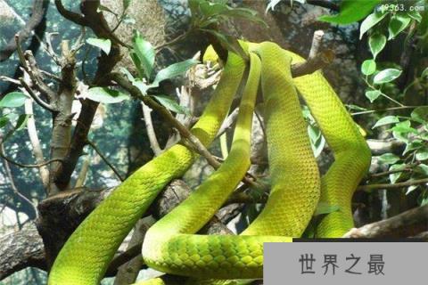 东部绿曼巴蛇，幼蛇在孵化后就含有剧毒