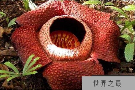 真实的食人花图片大全,散发一种腐烂尸体的味道(让人以为它吃人)