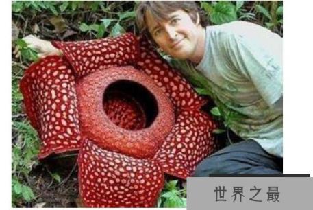 真实的食人花图片大全,散发一种腐烂尸体的味道(让人以为它吃人)