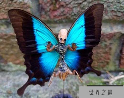 卡申夫鬼美人凤蝶的恐怖传说,捕捉者要付出灵魂(雌雄同体)