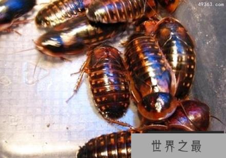 唯一被人类钟爱的蟑螂，杜比亚蟑螂爬宠的最佳饲料