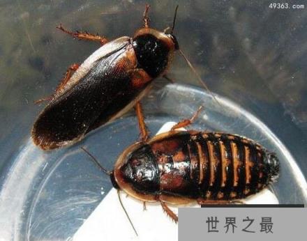 唯一被人类钟爱的蟑螂，杜比亚蟑螂爬宠的最佳饲料