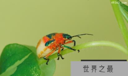 黄金龟甲虫提炼黄金真的假的,黄金龟甲虫是保护动物吗