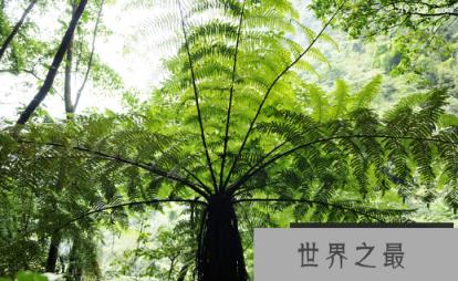 桫椤树的传说，桫椤树有什么药用价值?