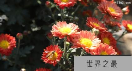 十大不吉利花,这“2种花”既养人又旺财还能镇宅