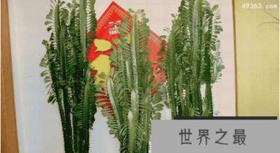 十大不吉利花,这“2种花”既养人又旺财还能镇宅