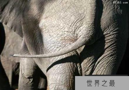 动物的尾巴都有什么作用用处?最后一个你想象不到