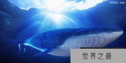 世界上最大的动物,世界最恐怖六大动物