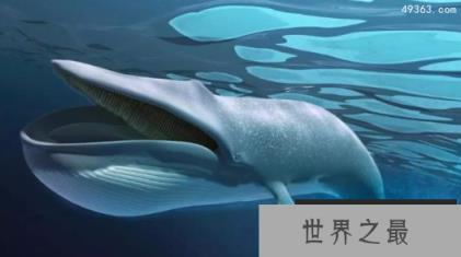 世界上最大的动物,世界最恐怖六大动物