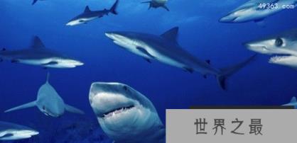 全球最可怕的十大鲨鱼,十大关于鲨鱼的惊悚电影