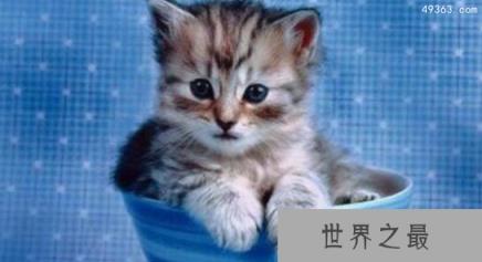 世界上最小的猫皮堡斯,皮堡斯小猫灭绝了吗