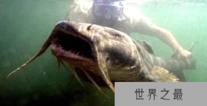 坦克鸭嘴鱼介绍，爱吃人类火葬半熟尸体的坦克鸭嘴鱼