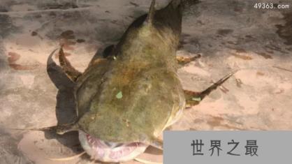 坦克鸭嘴鱼介绍，爱吃人类火葬半熟尸体的坦克鸭嘴鱼