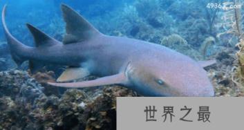 性情温顺不咬人的护士鲨，已灭绝的十大鲨鱼