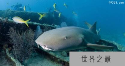 性情温顺不咬人的护士鲨，已灭绝的十大鲨鱼