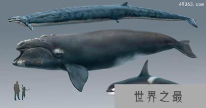 龙王鲸VS巨齿鲨谁更厉害，比巨齿鲨还大的鲨鱼