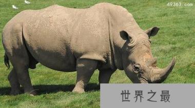白犀牛与黑犀牛有什么区别?白犀牛灭绝了吗