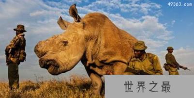 白犀牛与黑犀牛有什么区别?白犀牛灭绝了吗