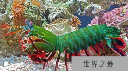 雀尾螳螂虾一拳威力多大，螳螂虾的天敌是什么