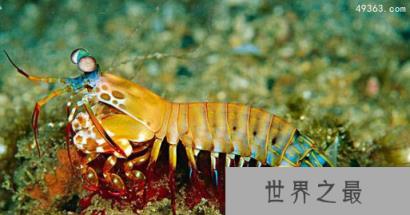 雀尾螳螂虾一拳威力多大，螳螂虾的天敌是什么