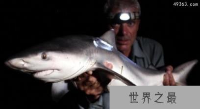 牛鲨会主动攻击人类的鲨鱼，牛鲨对人类的威胁最大