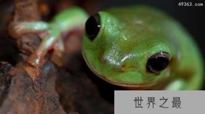 老爷树蛙多少钱一只?老爷树蛙饲养的时候注意事项