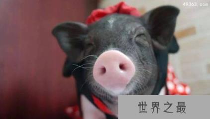 猪的寿命是多少年，十大高智商的动物猪就很聪明！