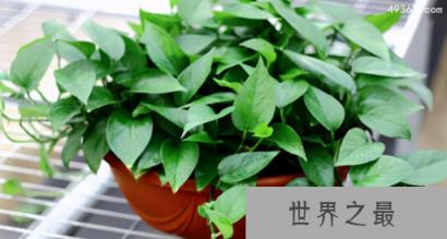 绿萝叶子发黄怎么补救，绿萝多久浇一次水