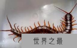 世界上最毒的蜈蚣，这几种蜈蚣不但体型大还有剧毒