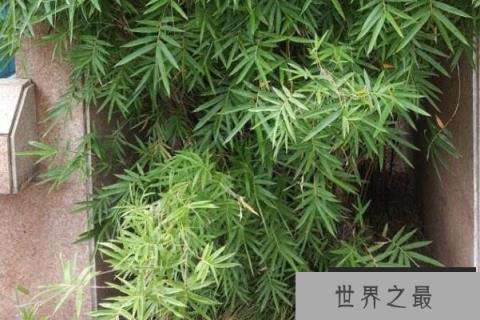 十大名贵竹子品种(1357vip.com)